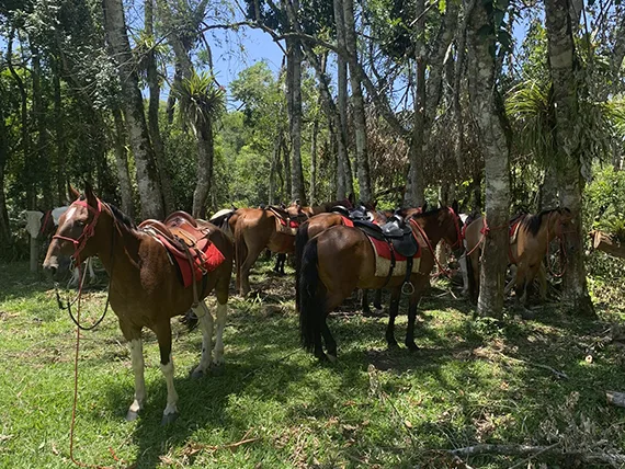 cavalgada3-ribeirao-das-flores